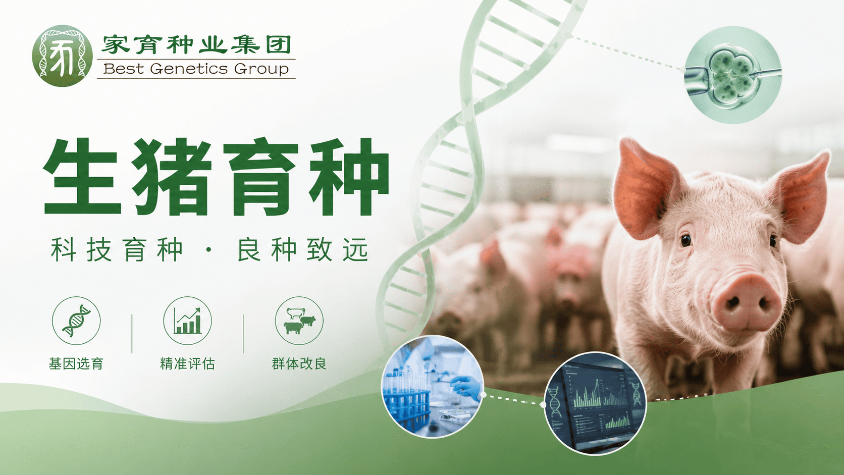 家育基因组育种全流程：BLUP评估与数据驱动的育种体系